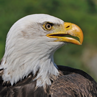 Tofino - Bald eagle